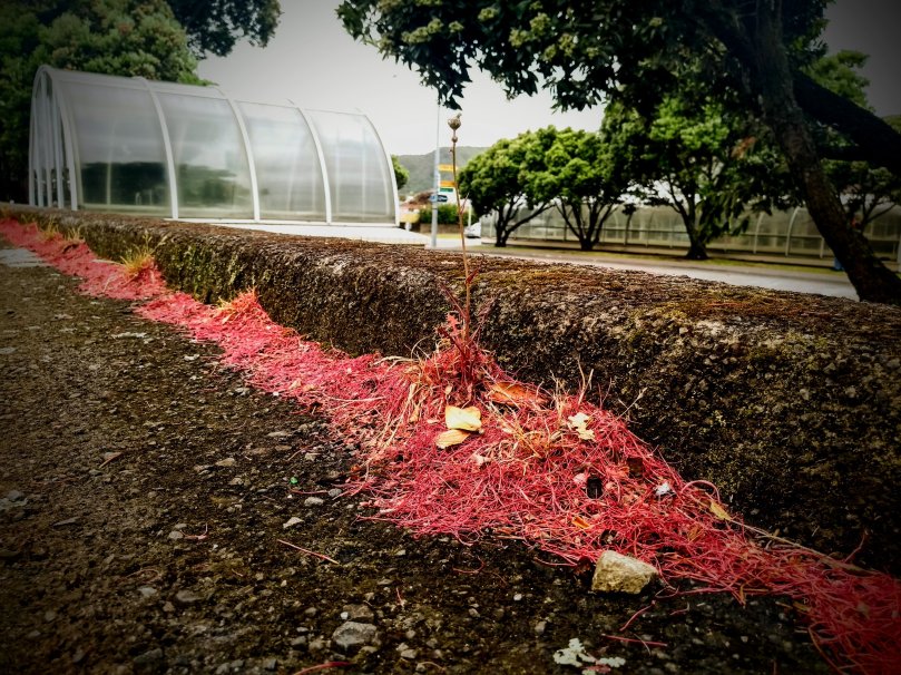 Pōhutukawa stamens collected in gutter by road