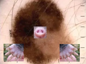 Skin mole with animal mole nose and feet