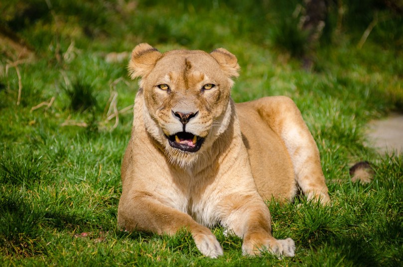 Lioness chewing and staring at camera lying on grass