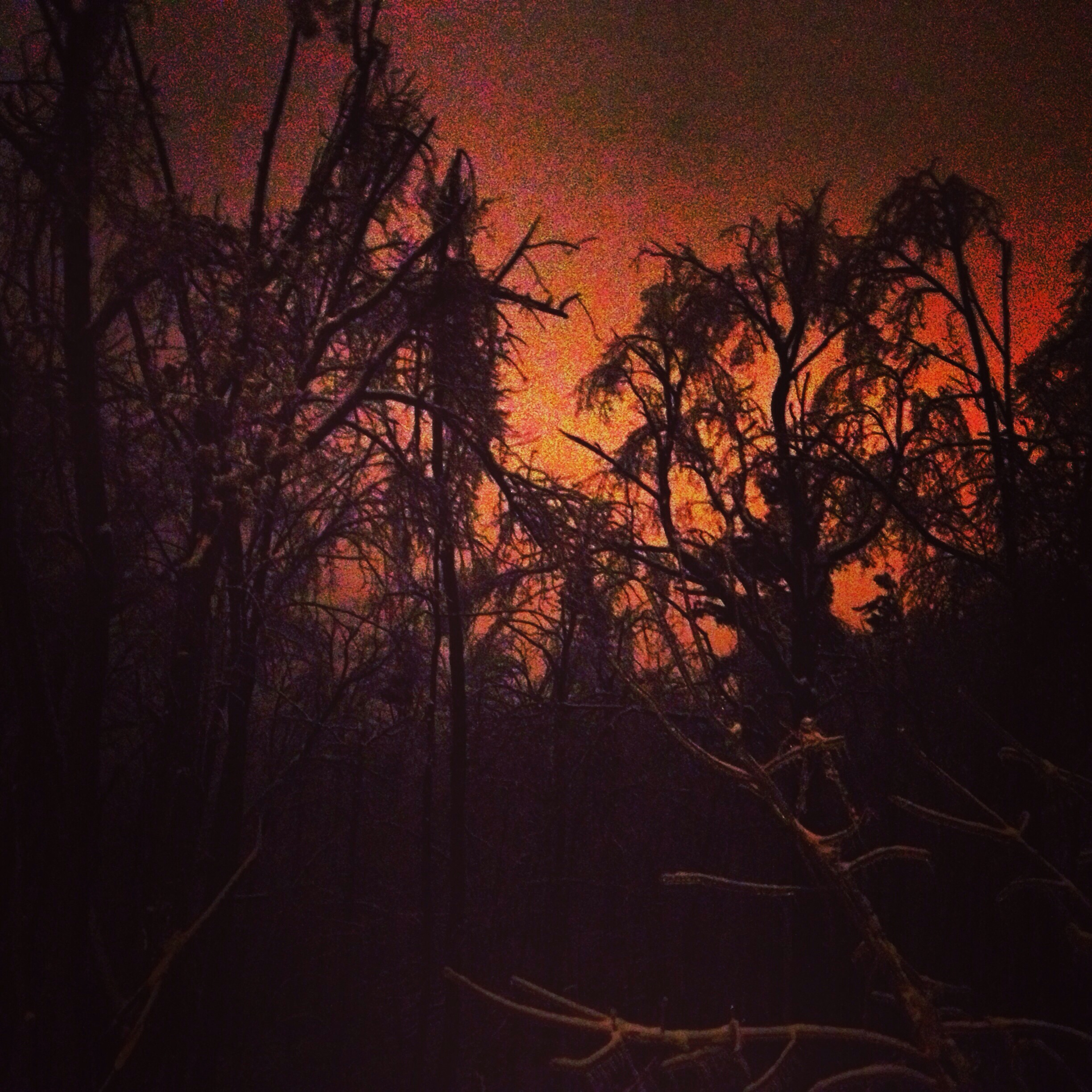 Ice-covered trees in dark orange glow