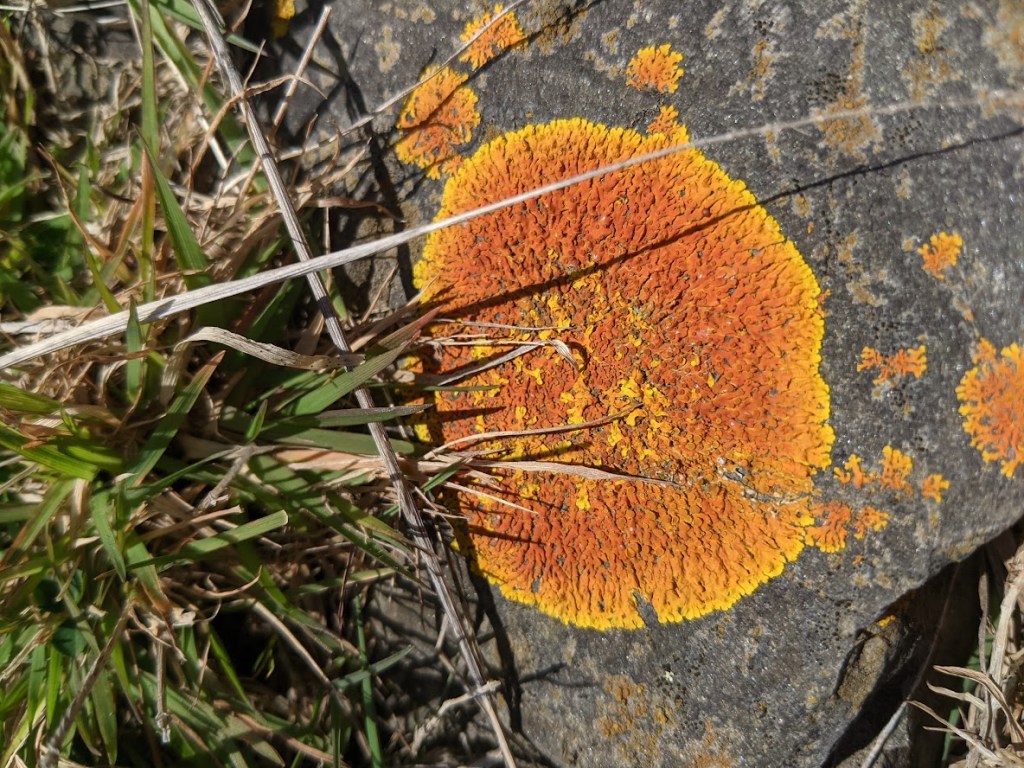 Close-up of bright orange and yellow lichen growing on a rock, surrounded by green grass.